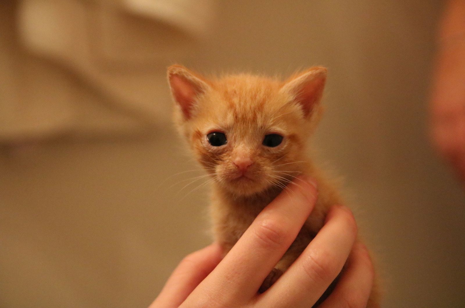 little ginger kitten in hand