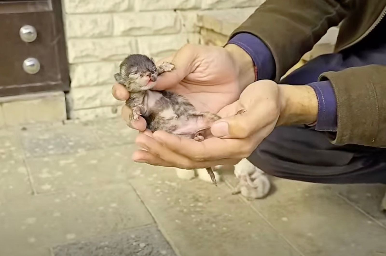male hand holding a kitten