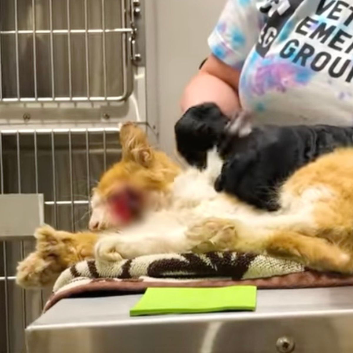 malnourished cat at vets