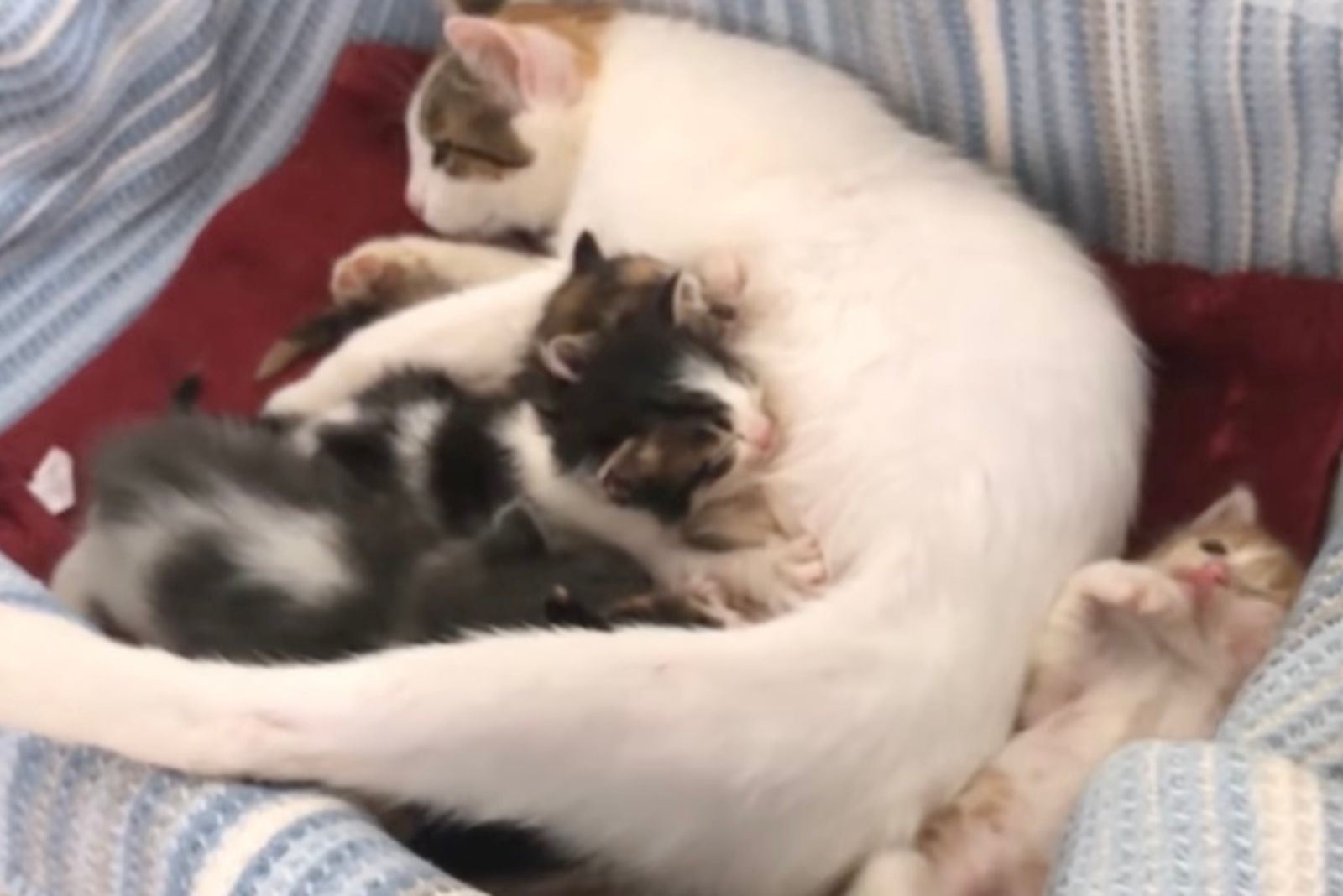 mama cat breastfeeding her babies