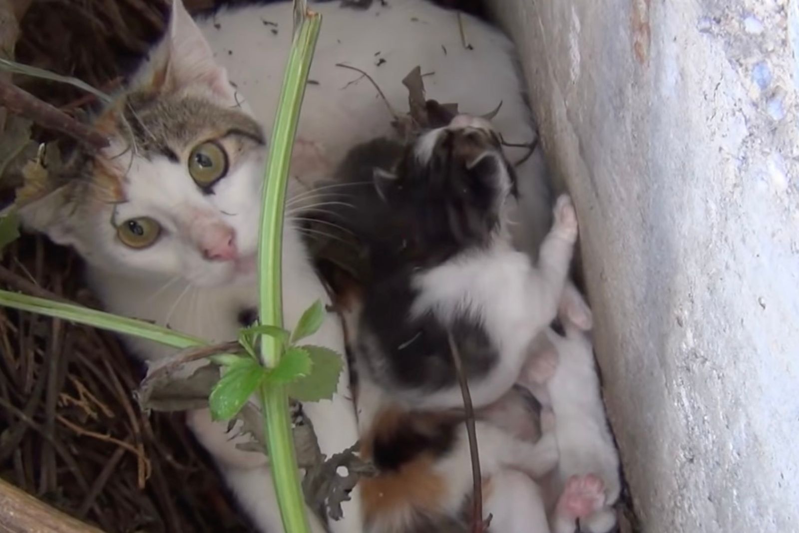 mama cat showing puppies