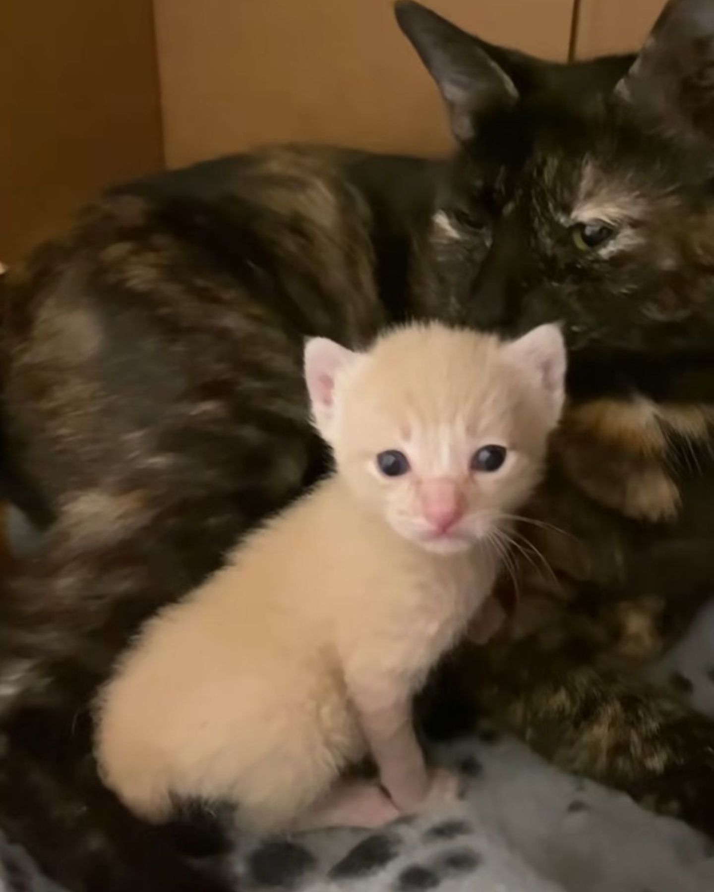 mama cat sniffing kitten