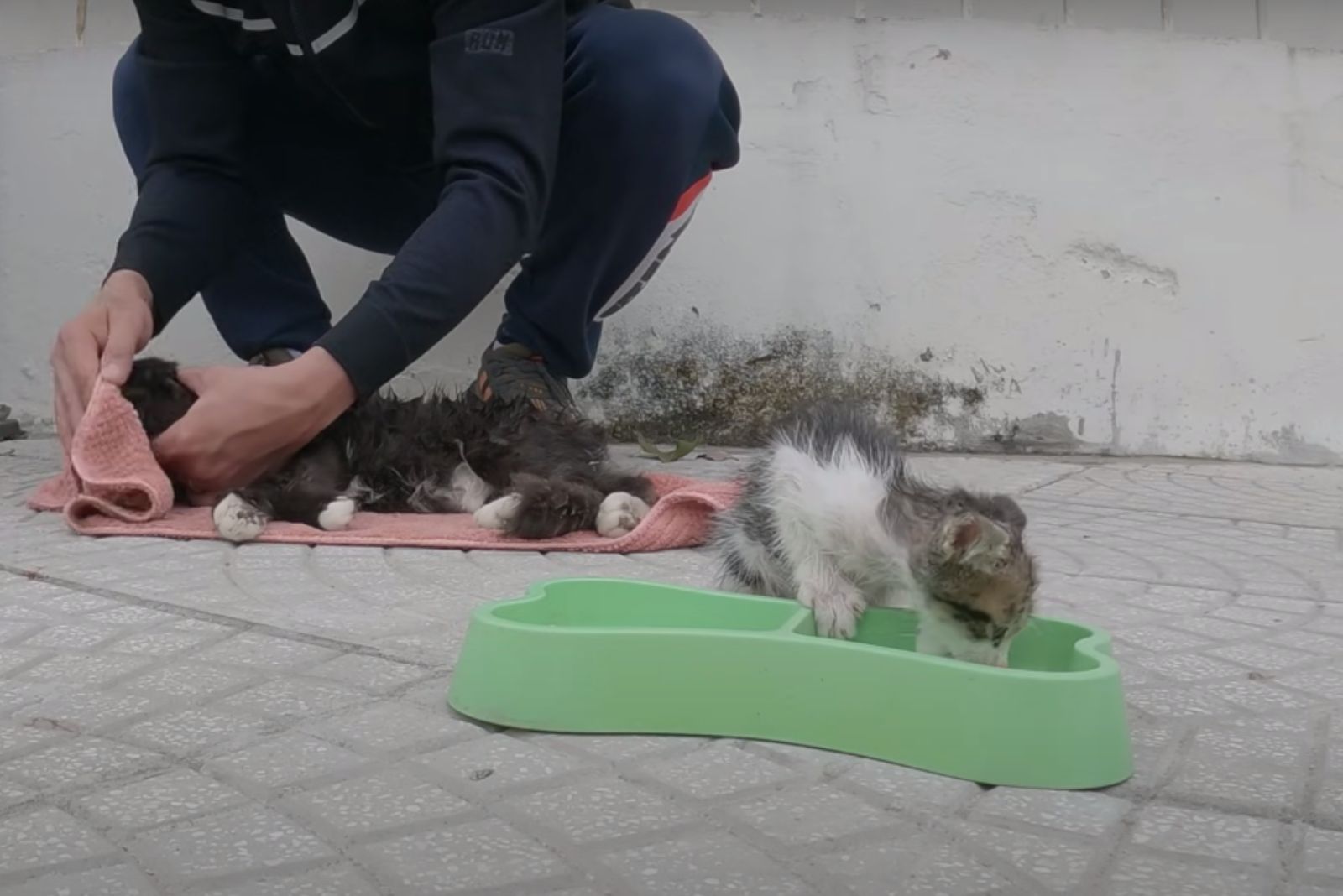 man helping cat in the street