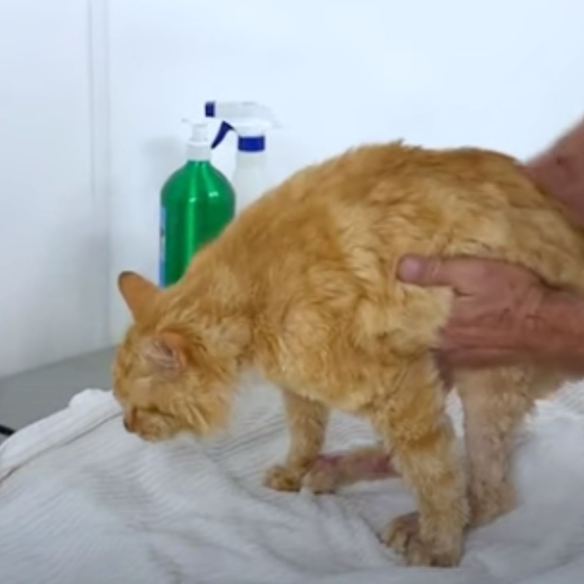 man putting cat in the towel
