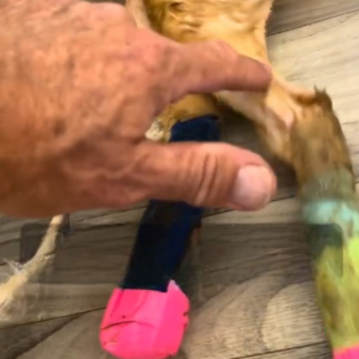 man touching cat's leg