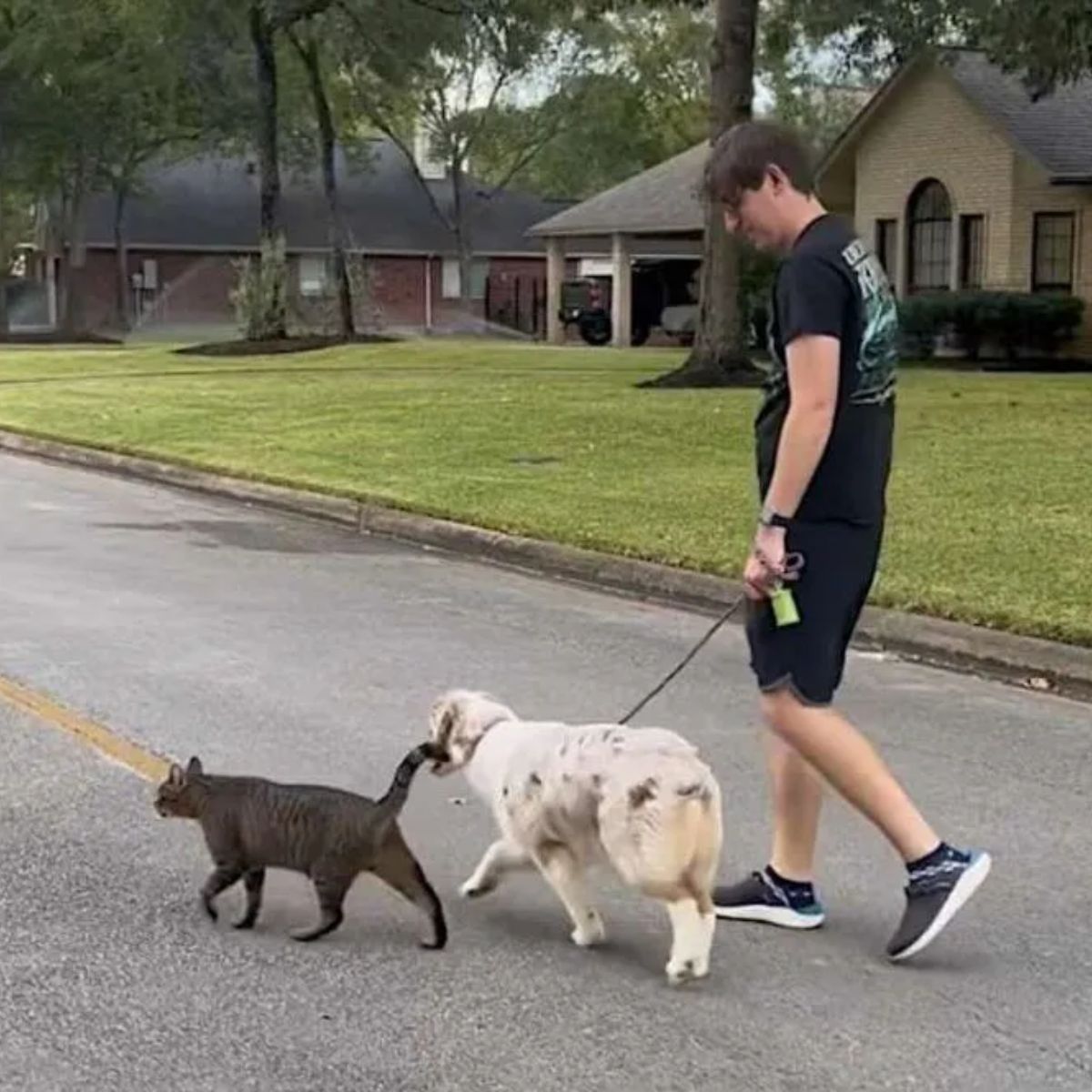 man walking with dog and stray cat