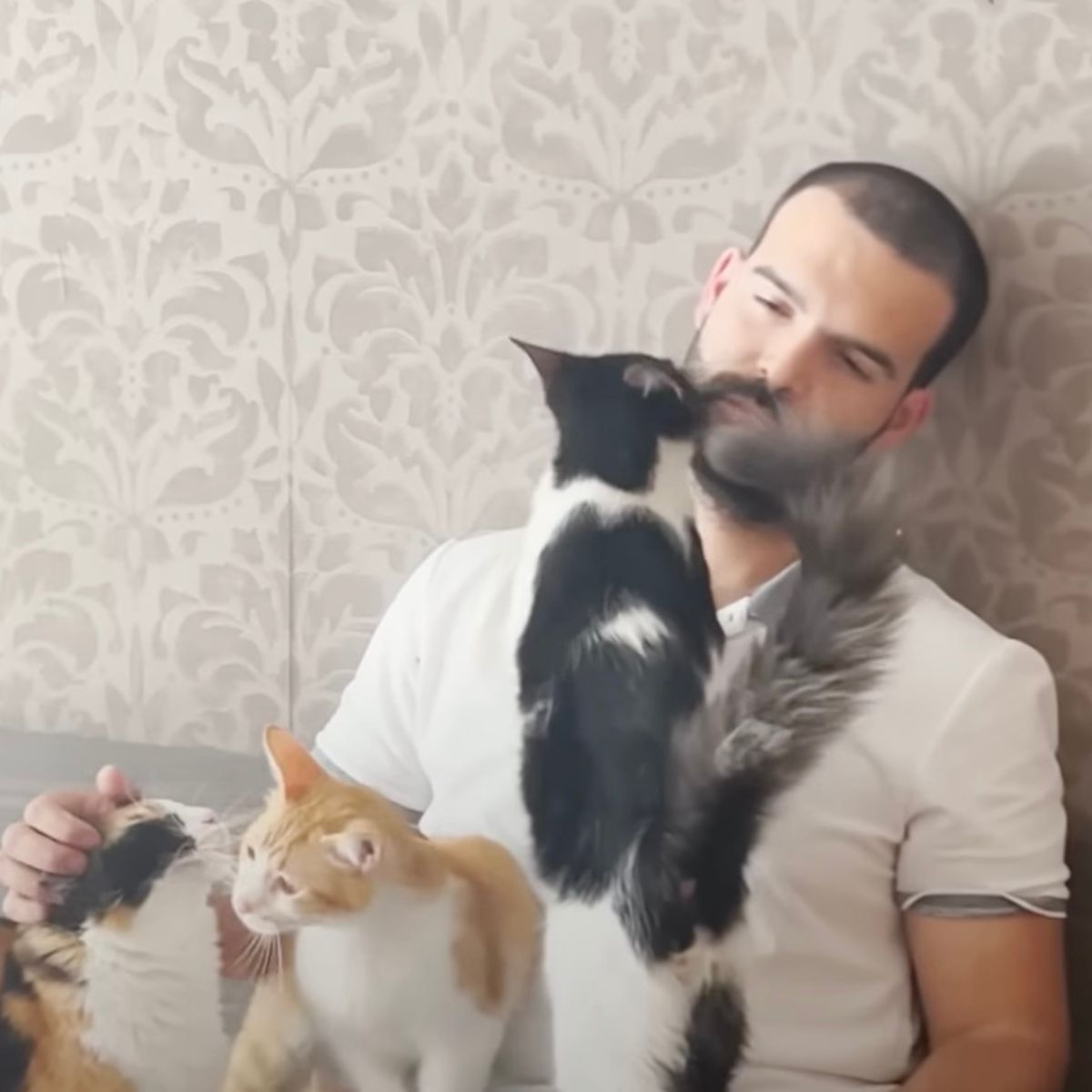 man playing with cats