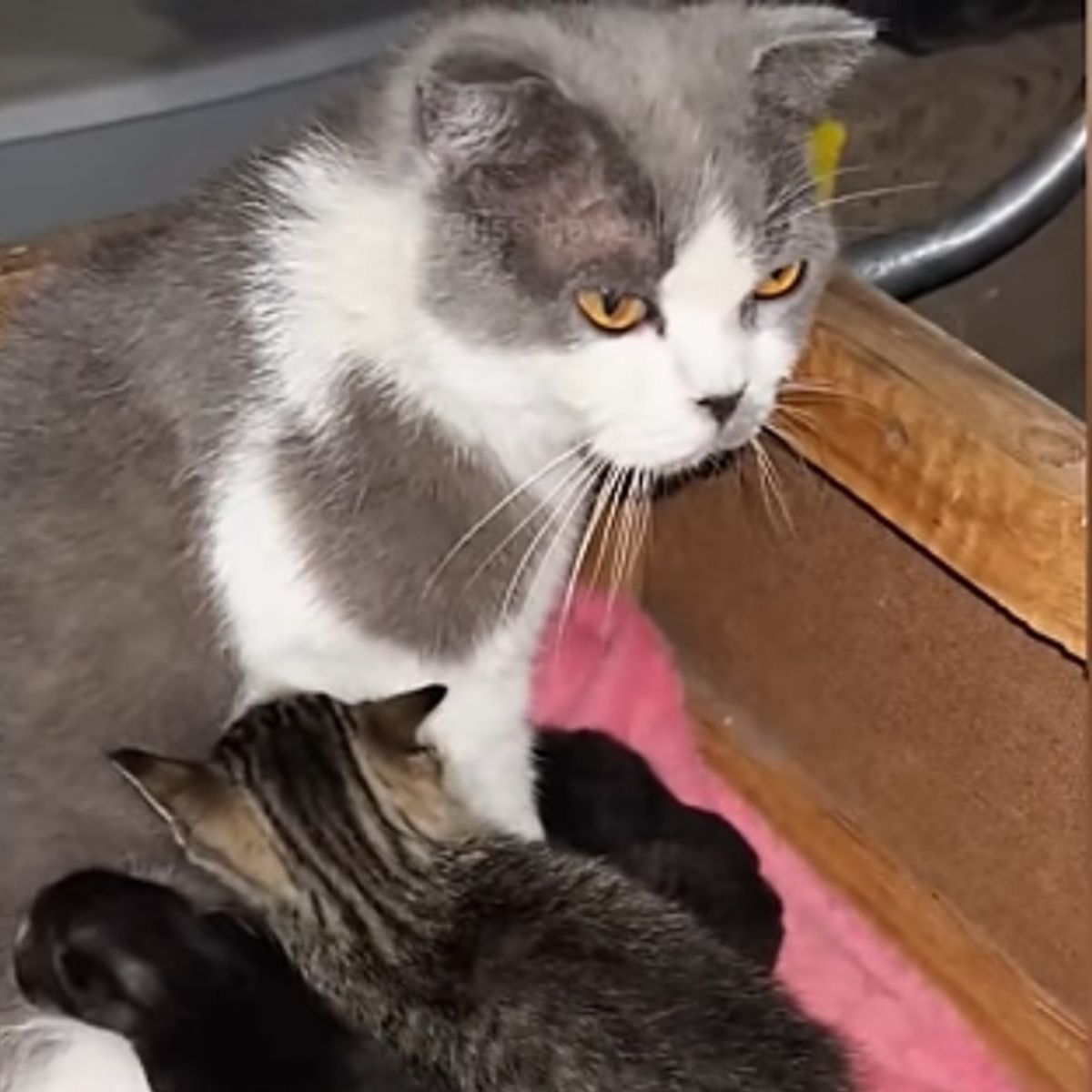 mother cat and cute kittens