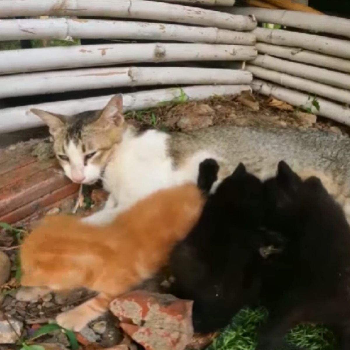 mother cat and her kittens
