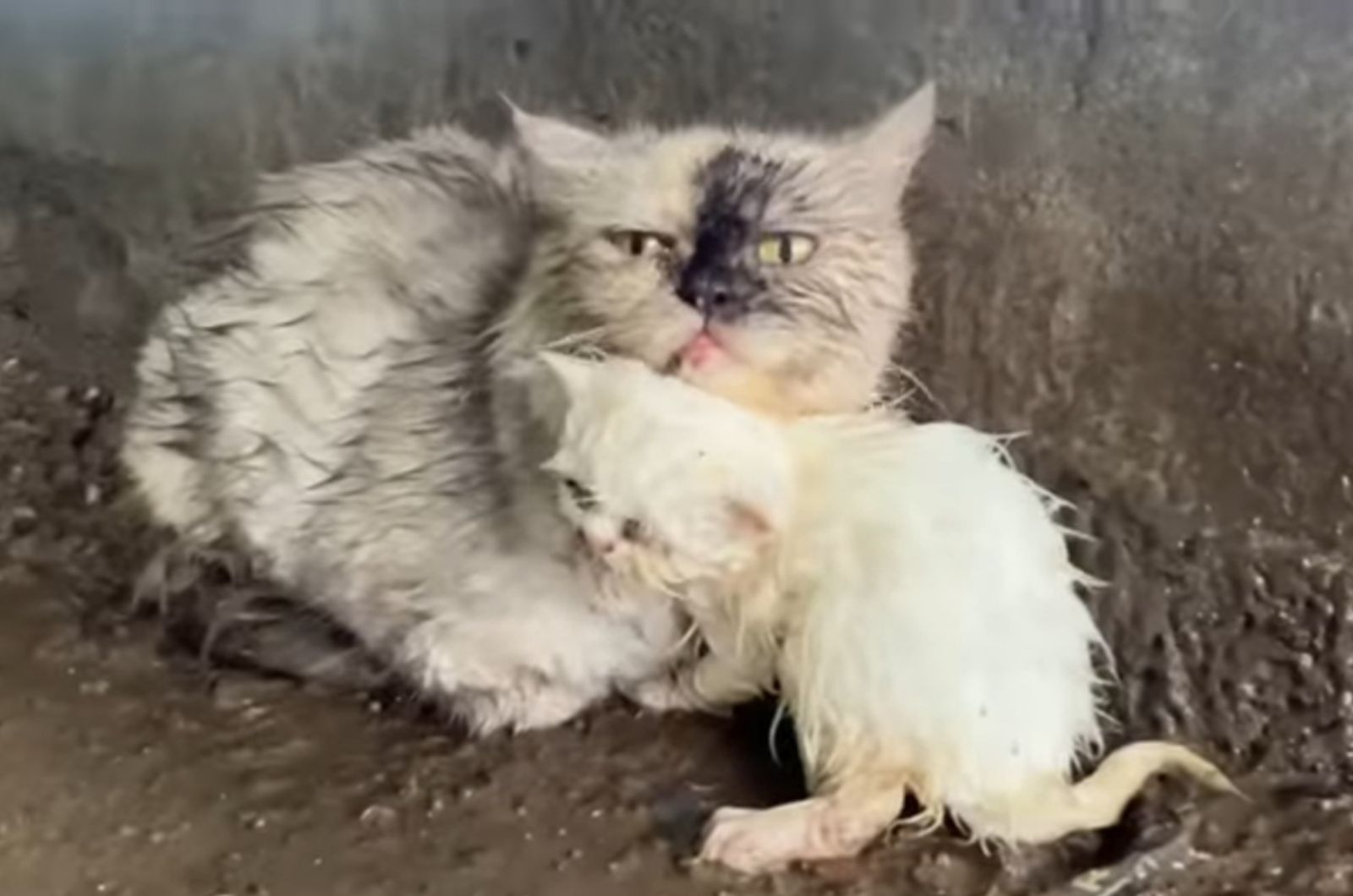 mother cat and kitten in the rain
