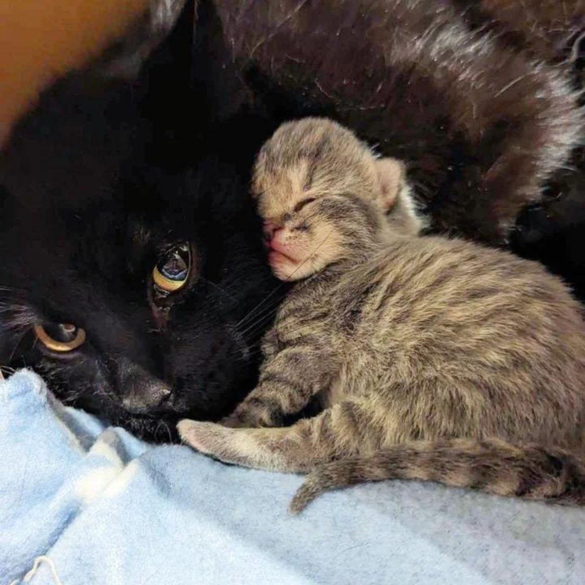 newborn kitten laying on the black cat