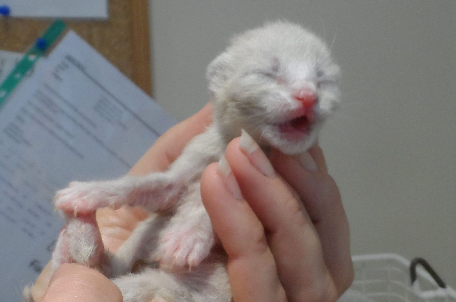newborn kitten with health problems