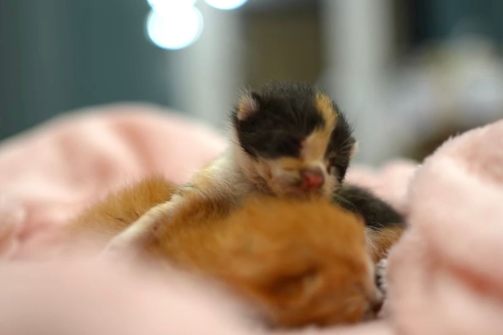 newborn kitty