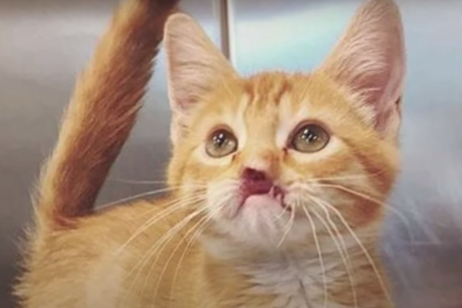 noseless orange kitten