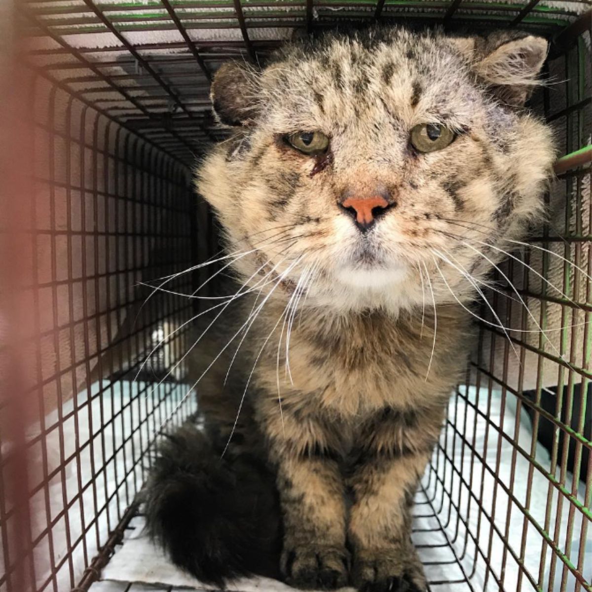 old cat in a kennel