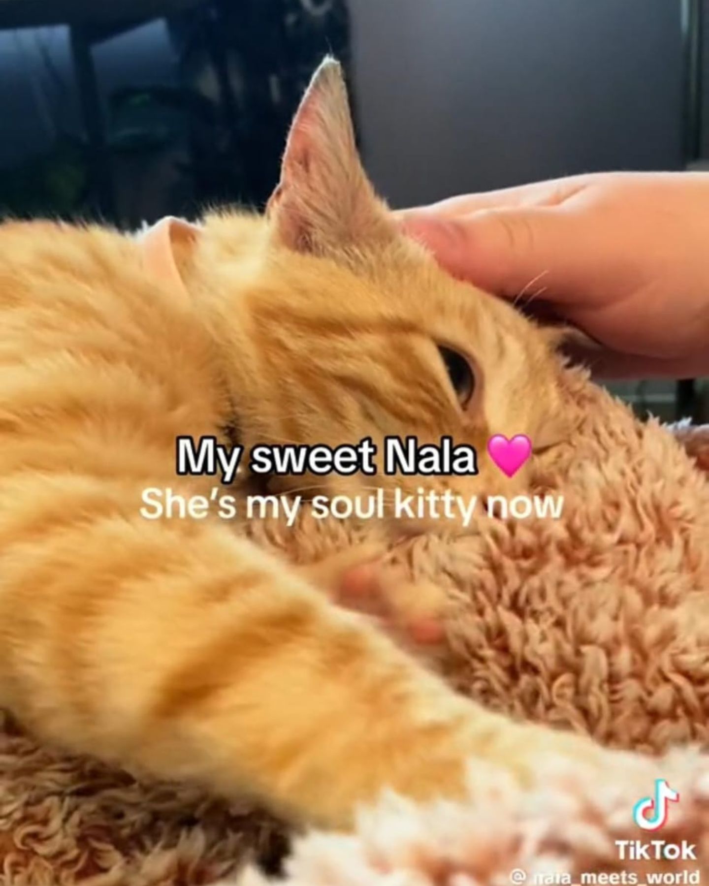 orange cat named nala