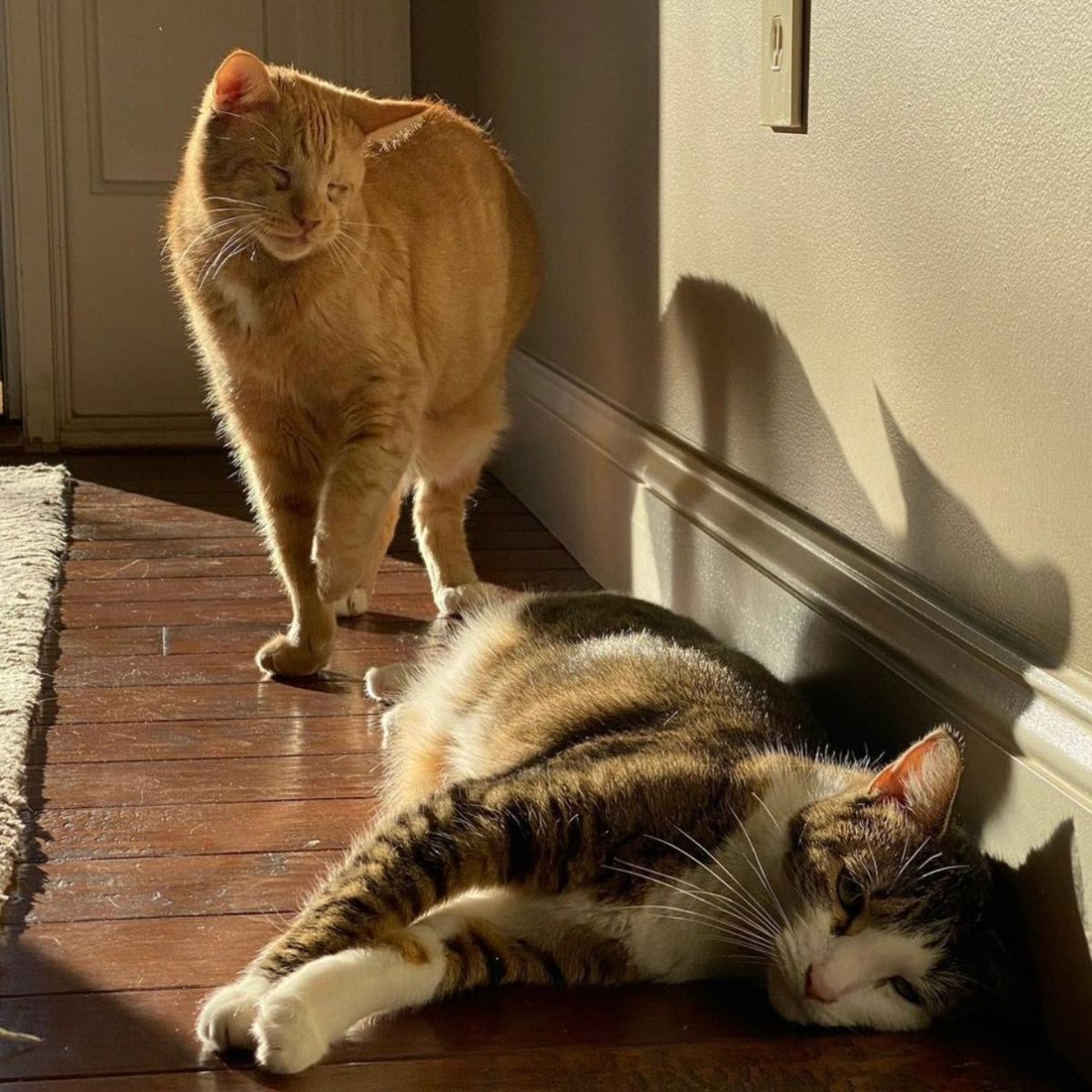 orange cat standing next to a cat lying