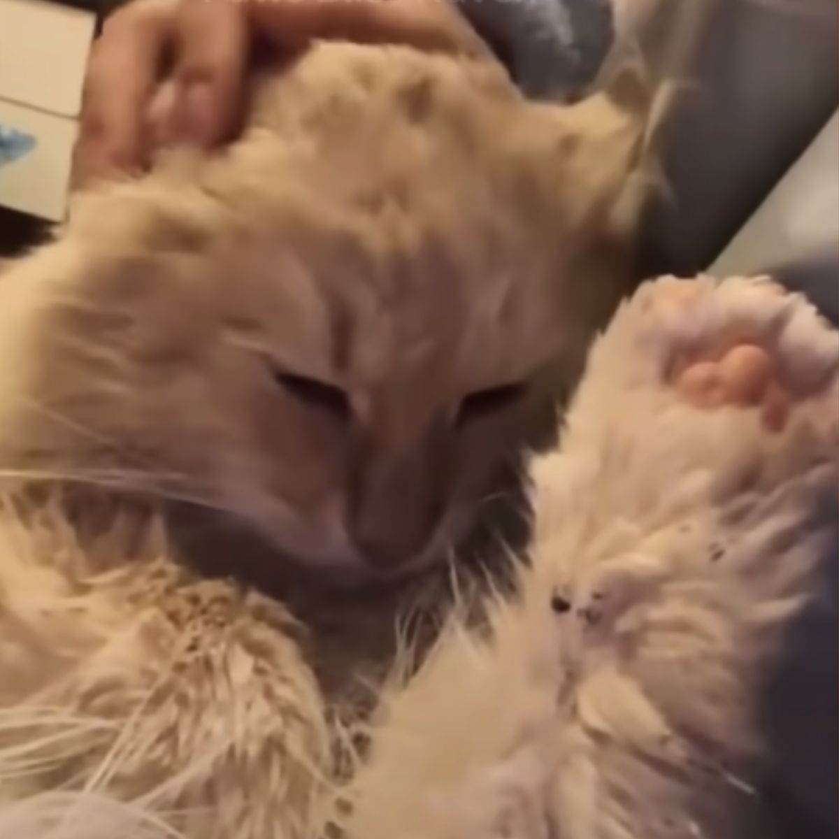 owner petting cat