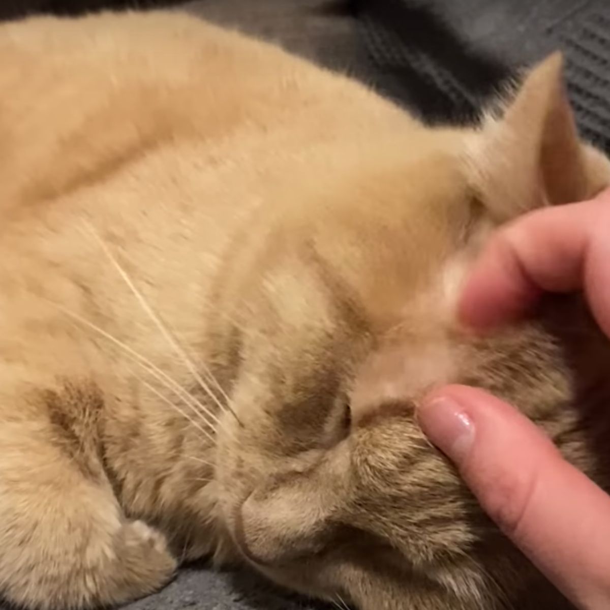 owner petting ginger cat