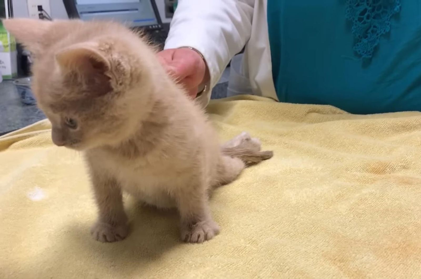 paralyzed cat at the clinic