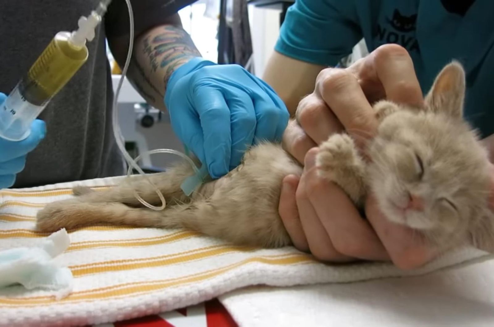paralyzed cat getting an injection