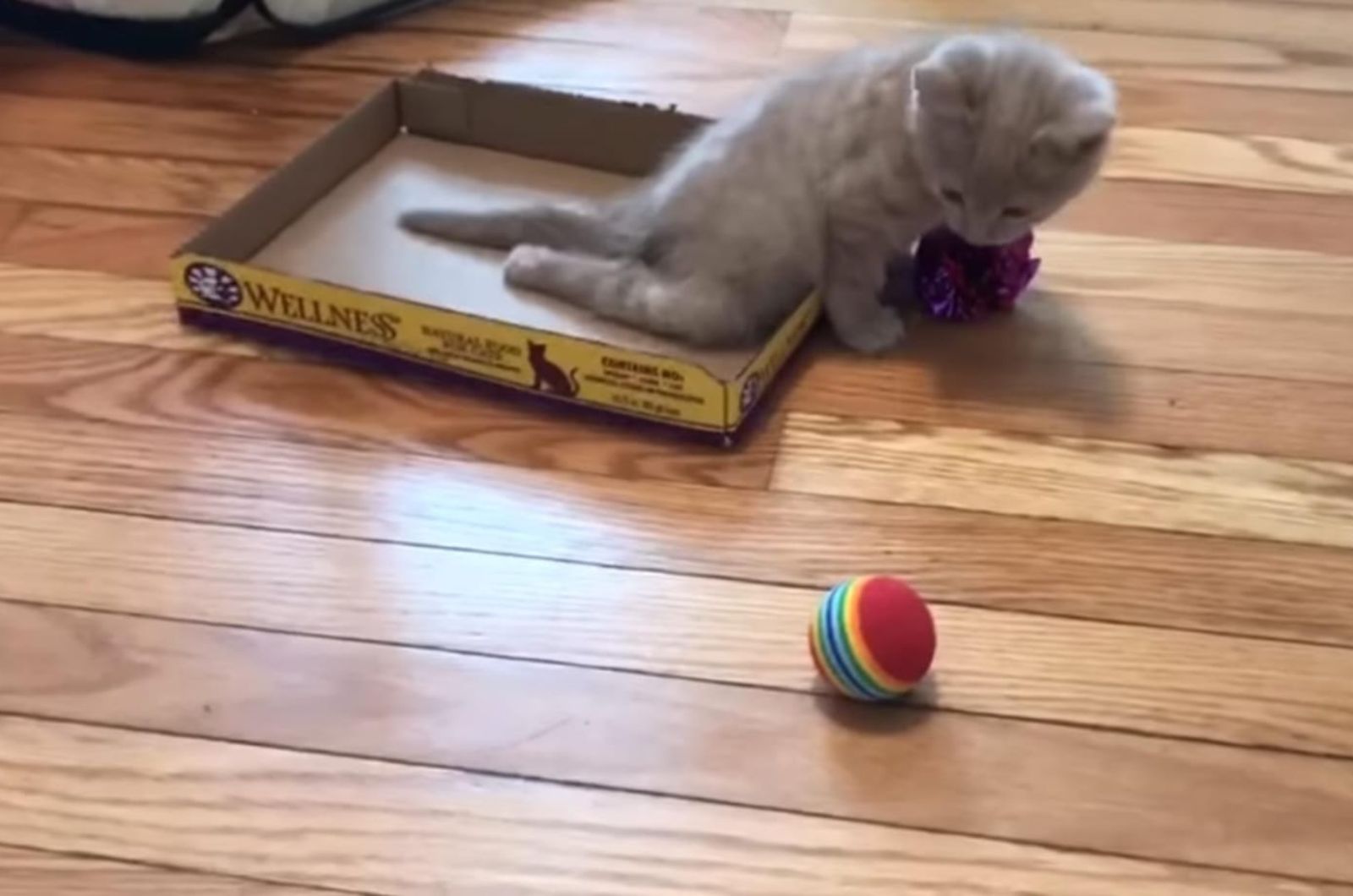 paralyzed cat on the floor with toys