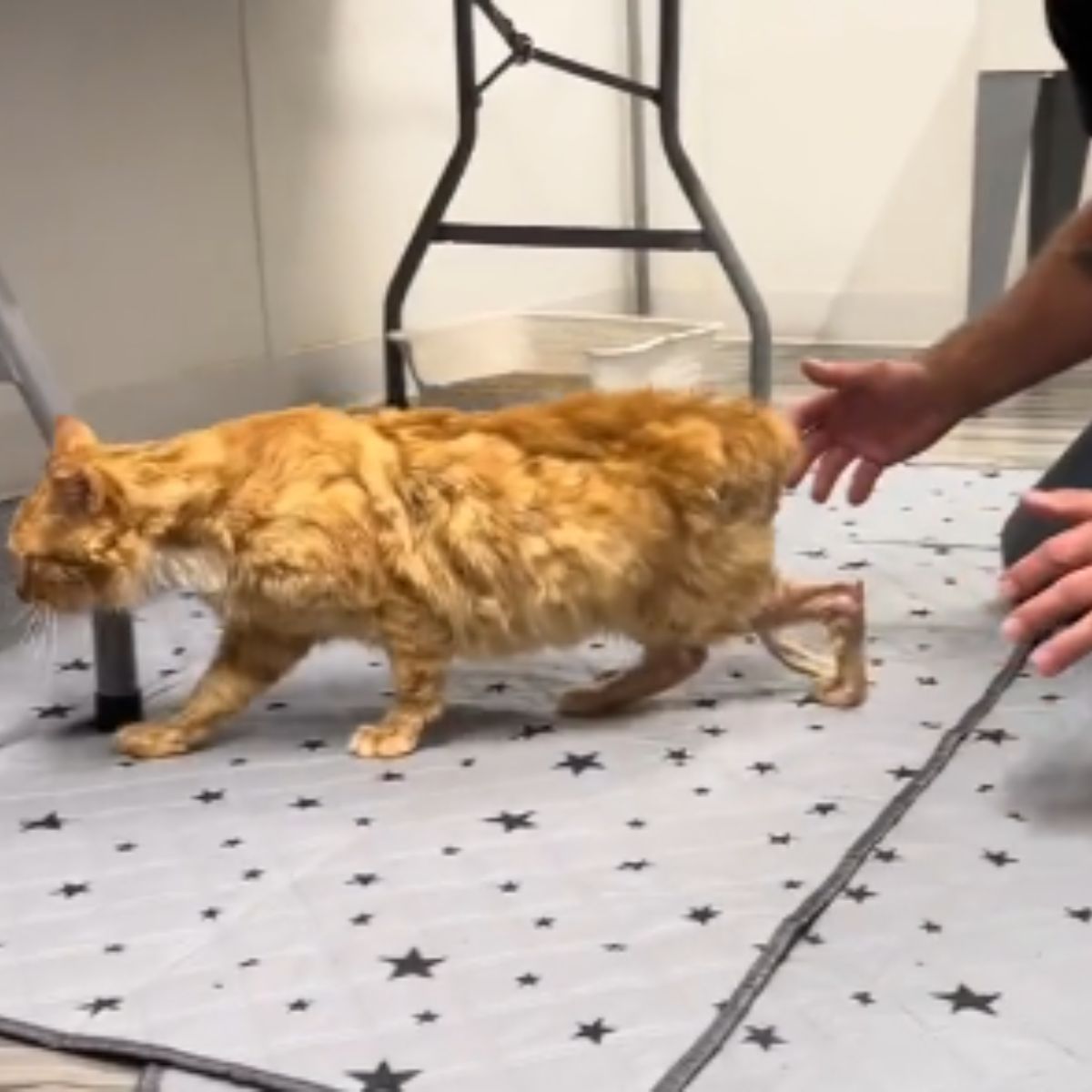 paralyzed cat trying to walk