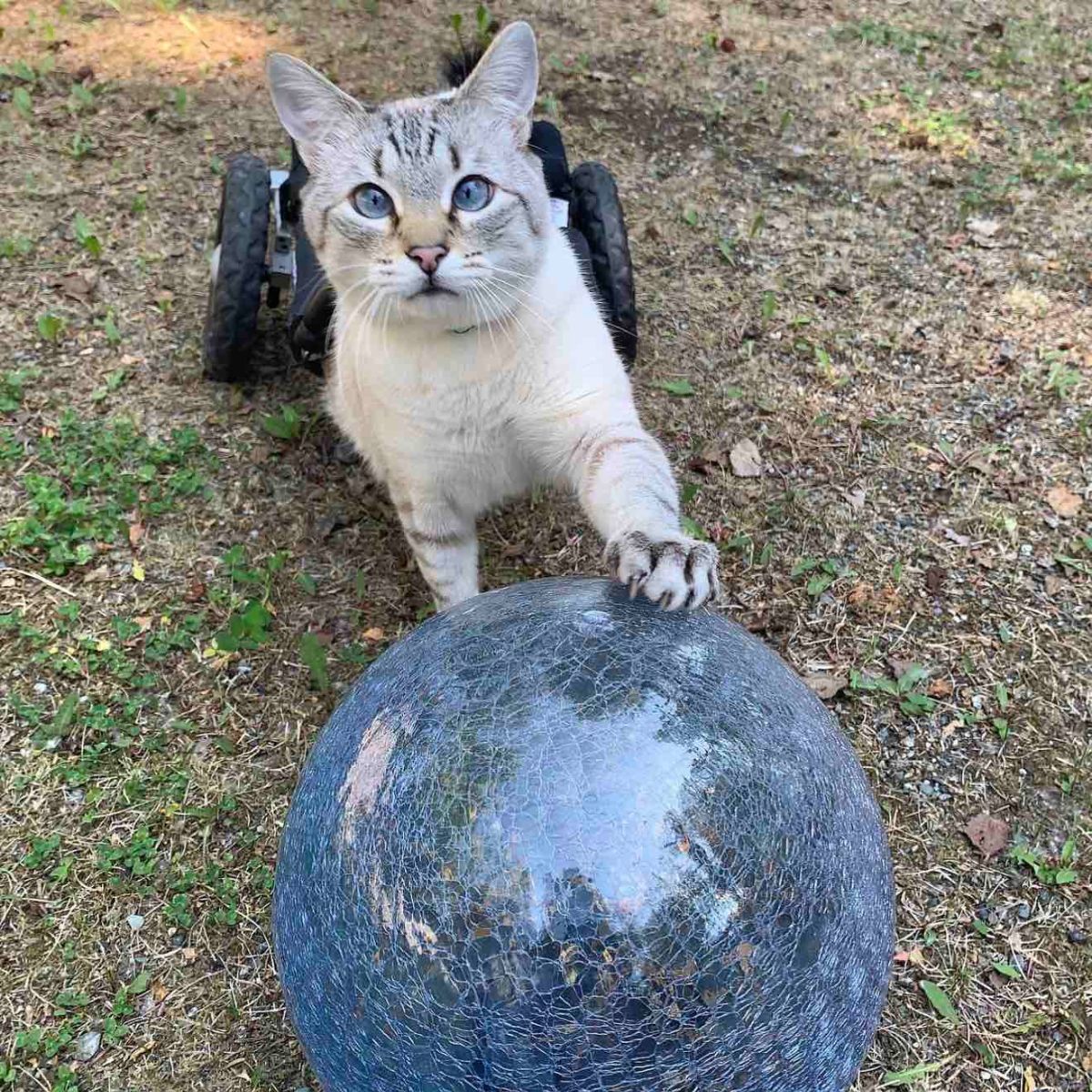 paralyzed cat with ball