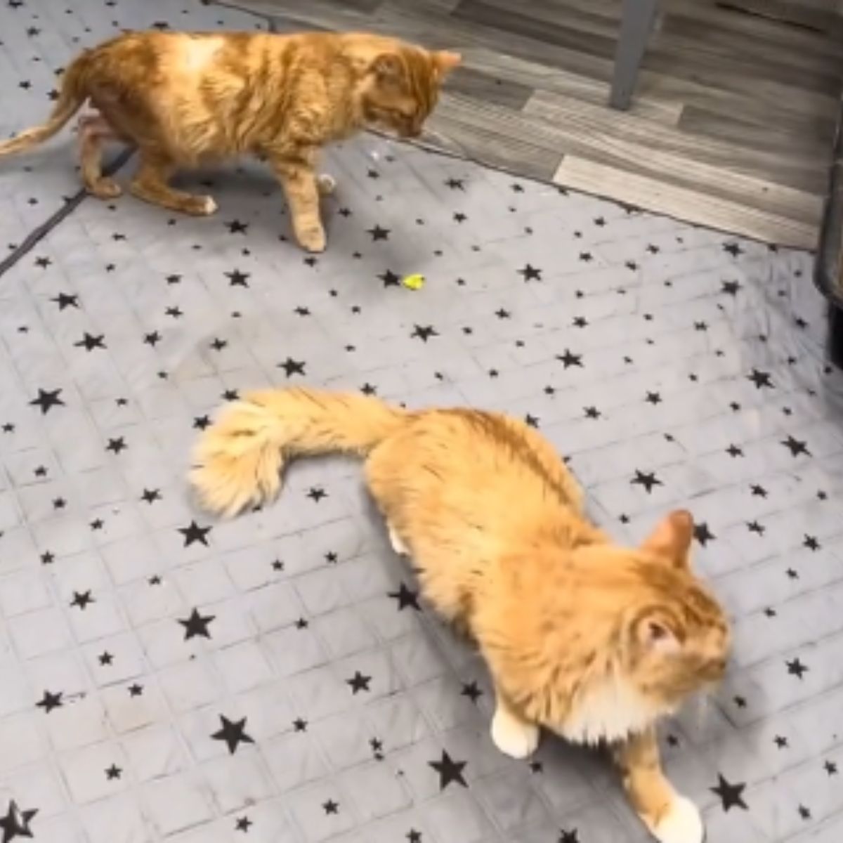 paralyzed cat with other cat