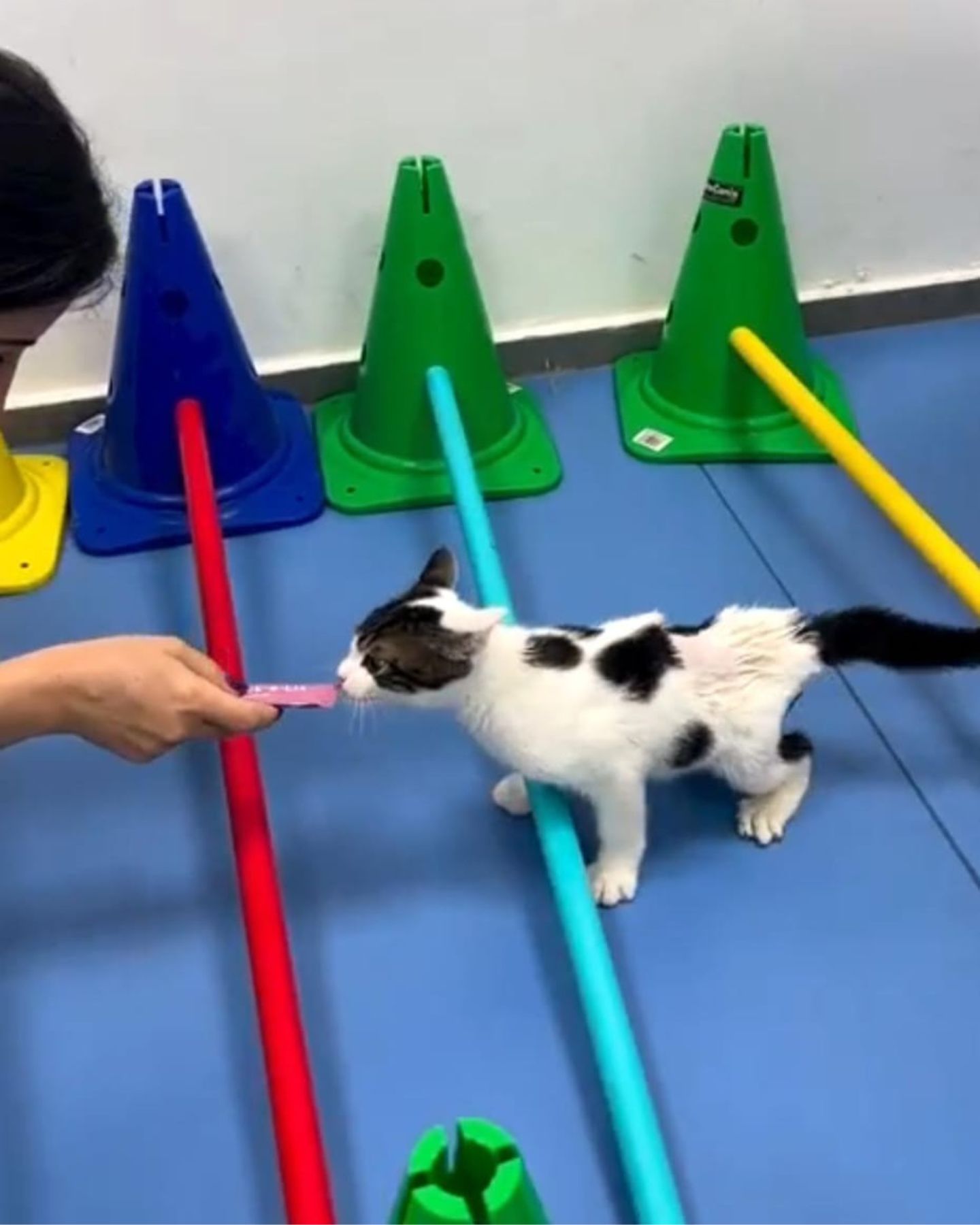 paralyzed kitten learning to walk