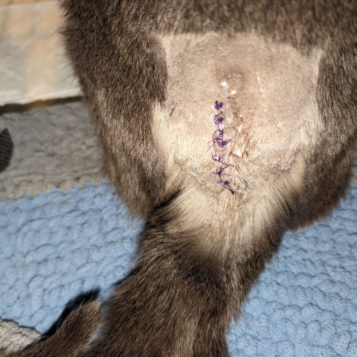 photo of cat's stitches