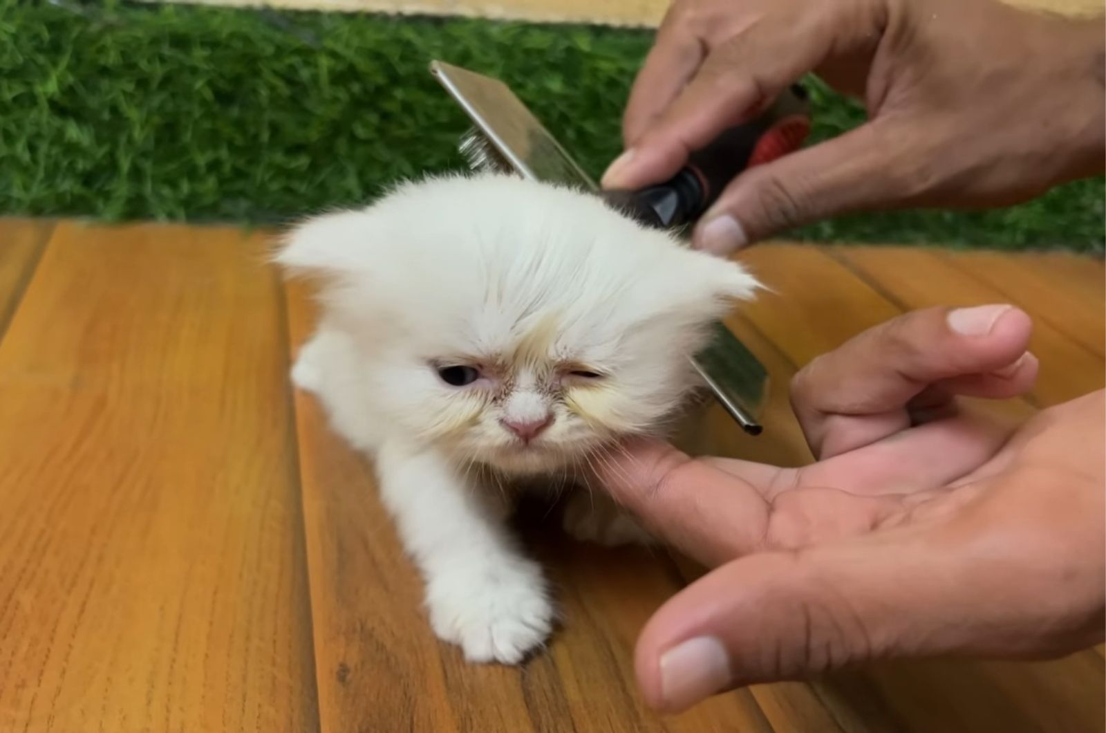 photo of grooming a kitten