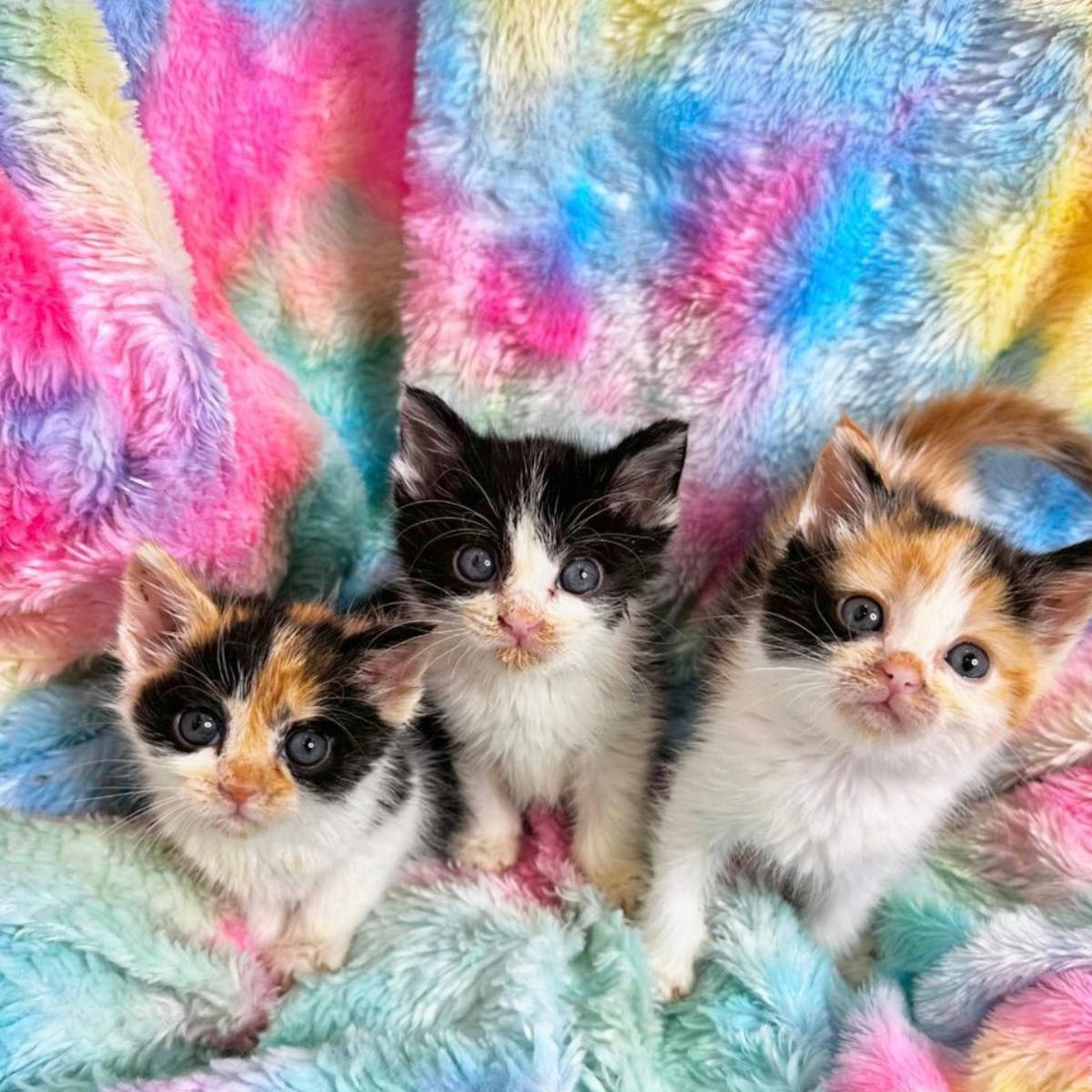 photo of kittens on a colorful blanket