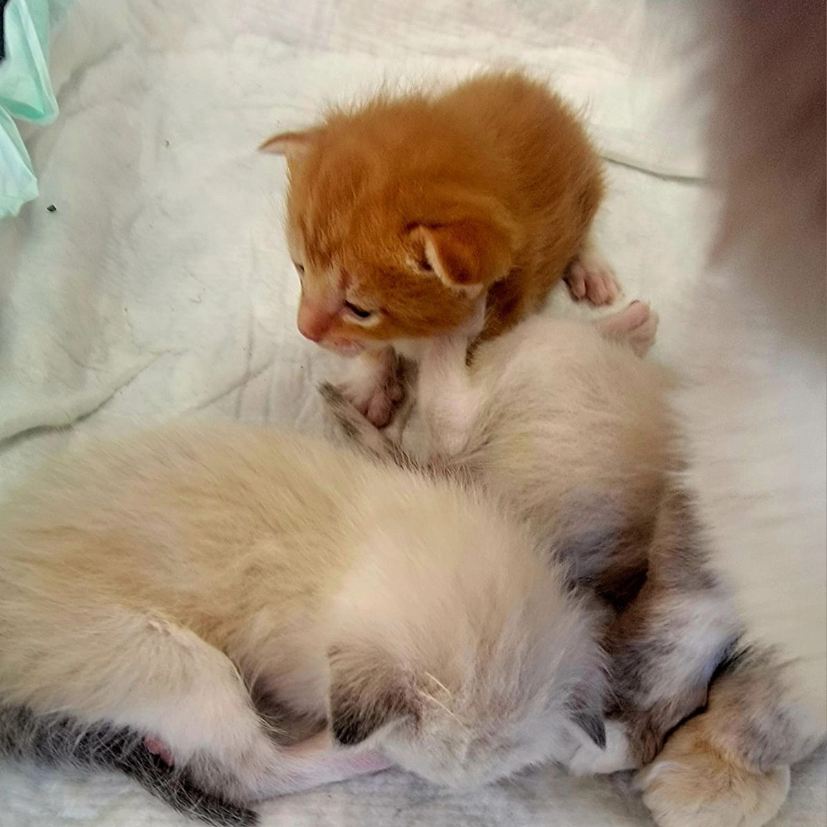 photo of small kittens