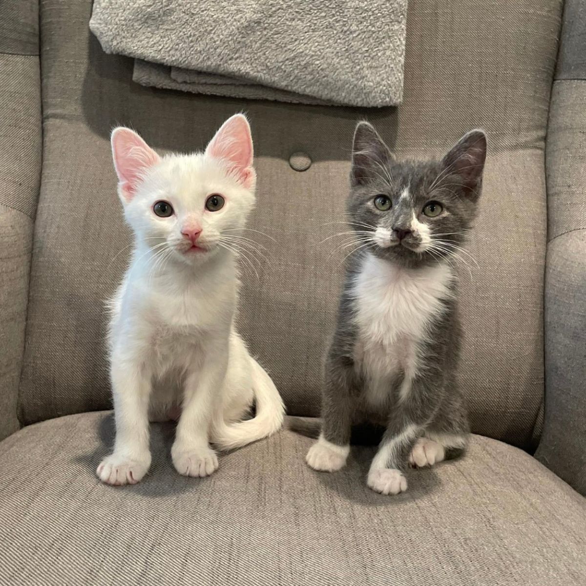 photo of two kittens sitting