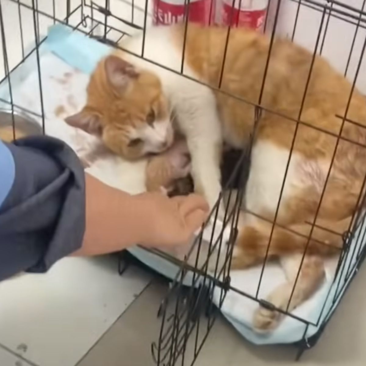 pregnant cat lying in a kennel