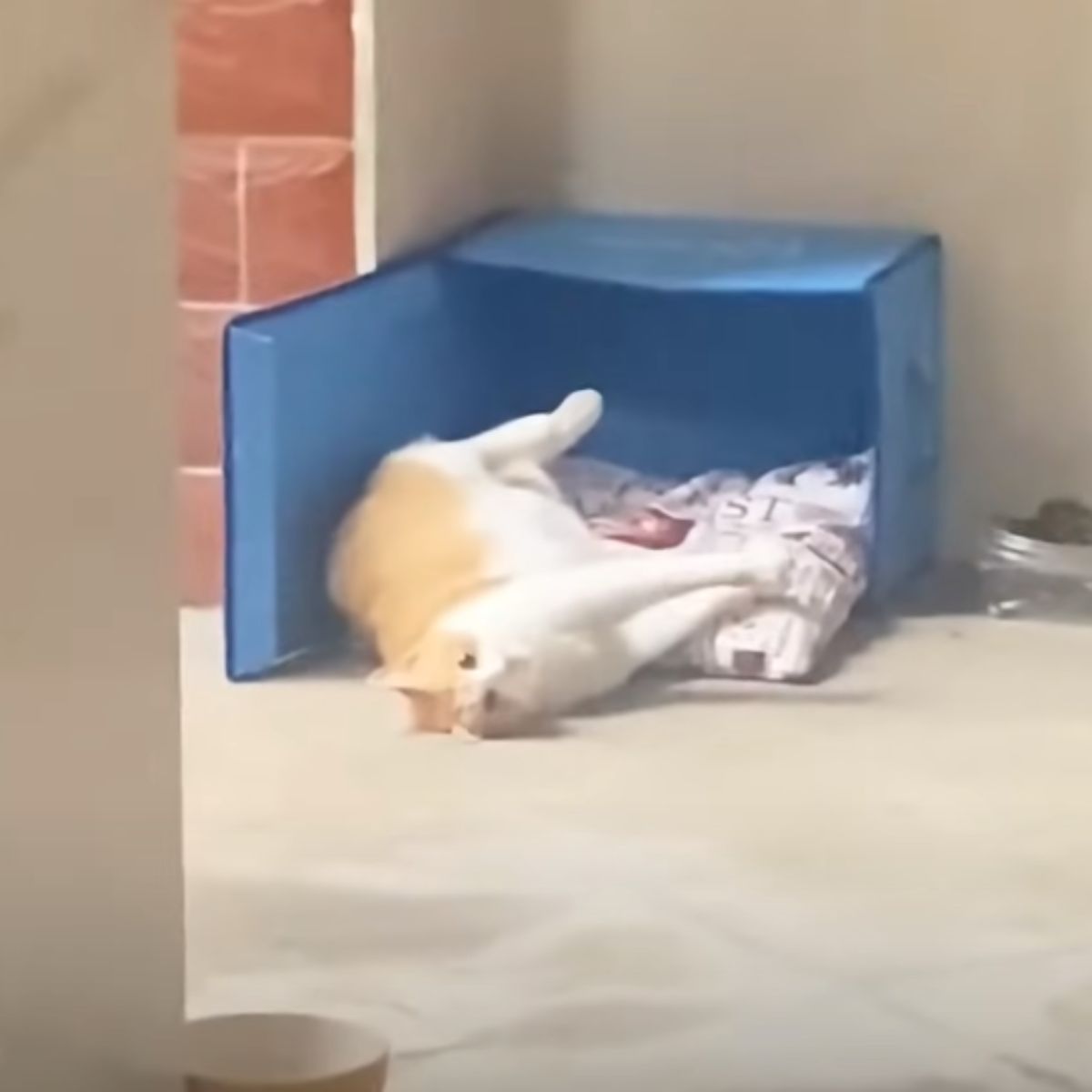 pregnant cat lying next to a blue box
