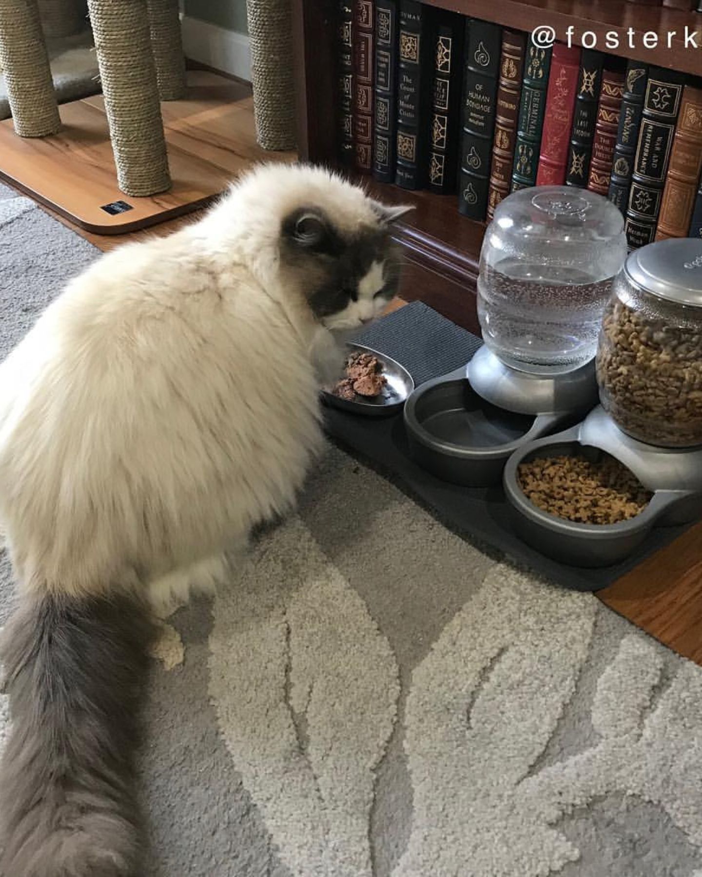 ragdoll cat and food