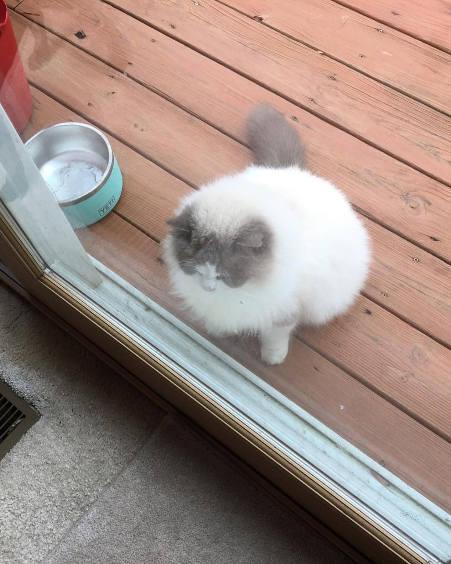 ragdoll cat in front of door