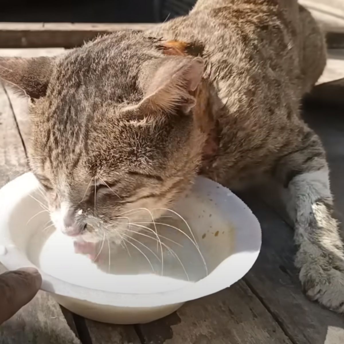 rescued cat eating