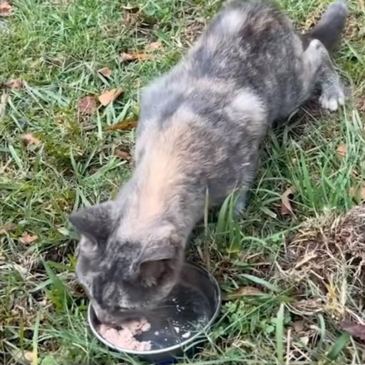rescued cat eating