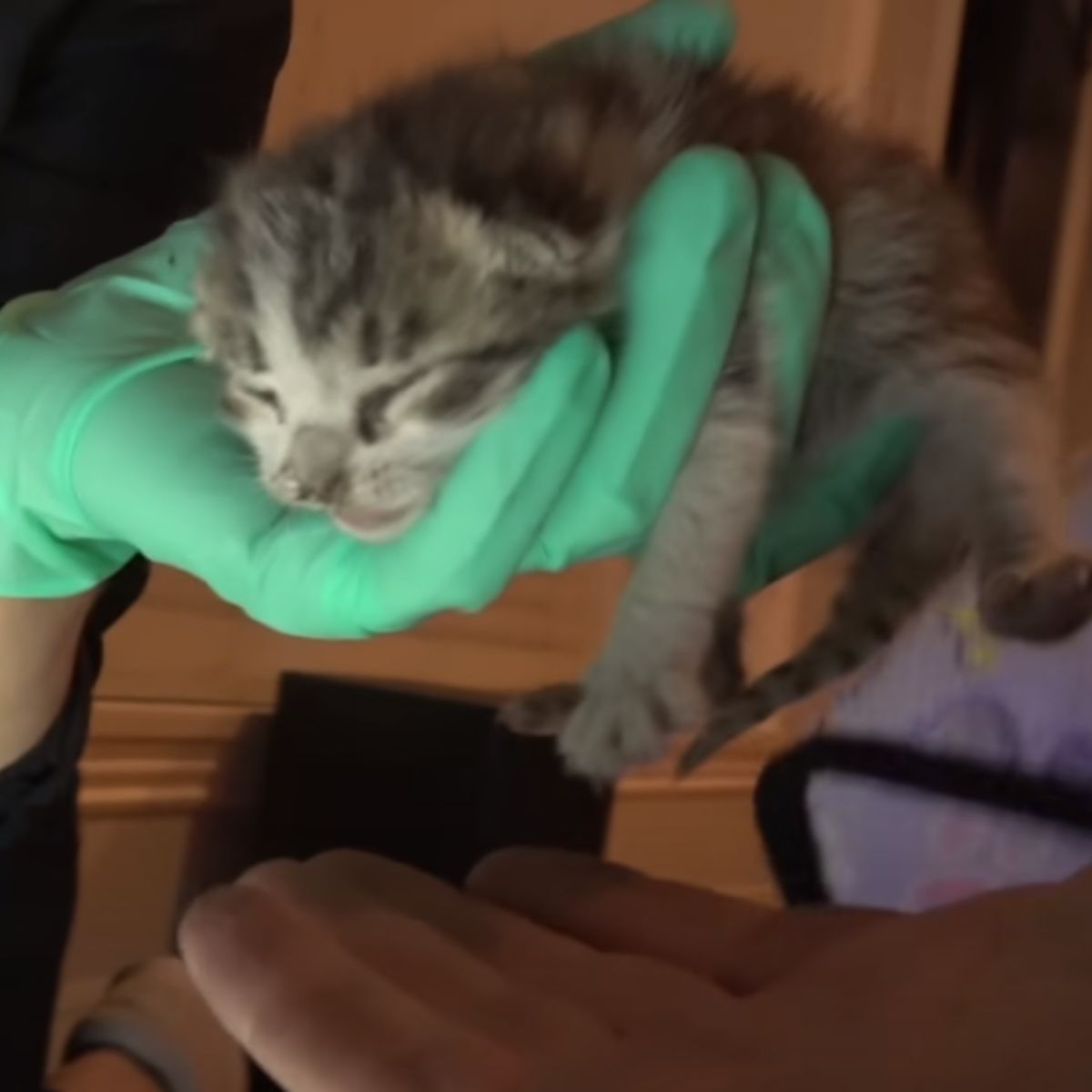 rescuing kittens