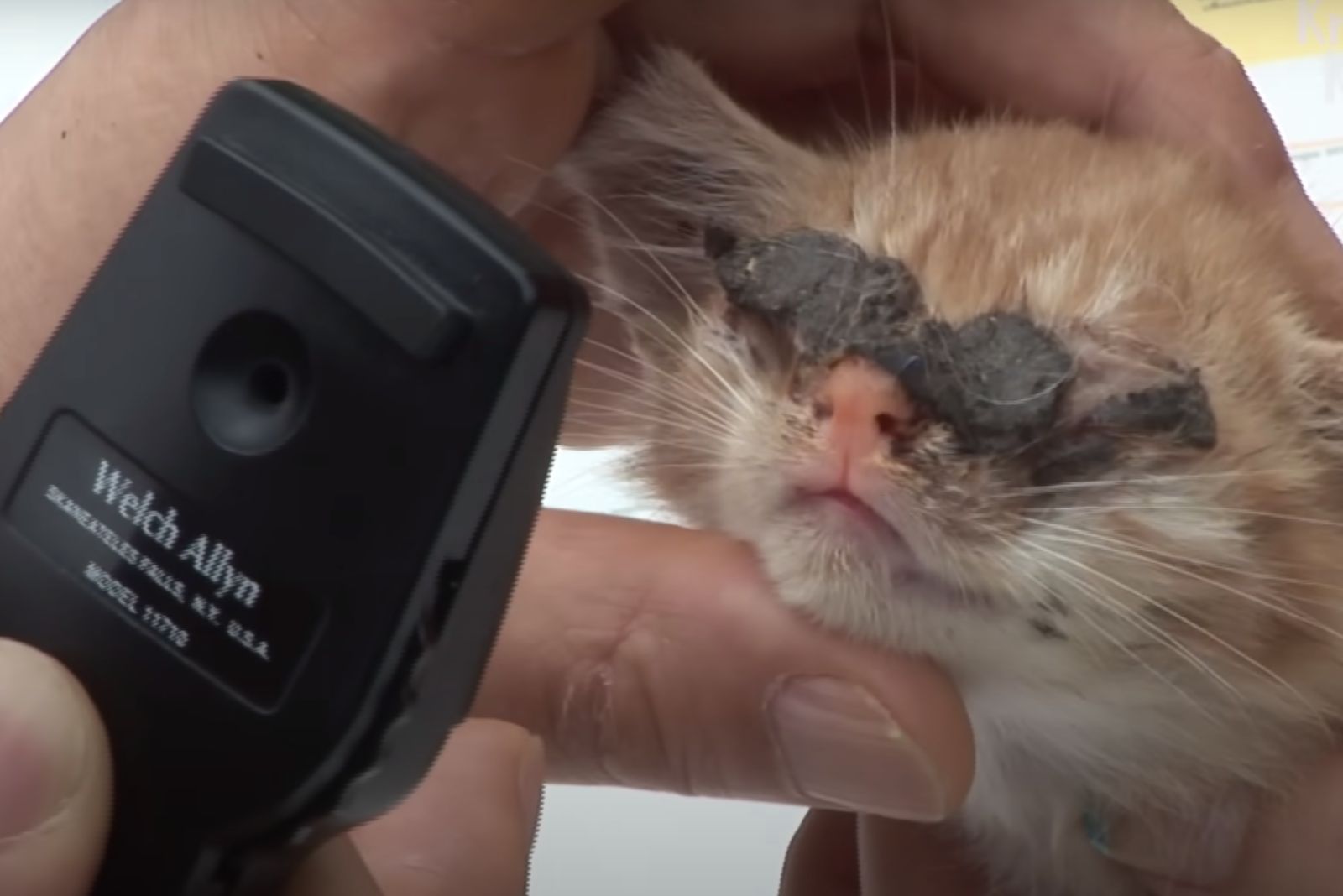 scanning cats eyes covered in mud