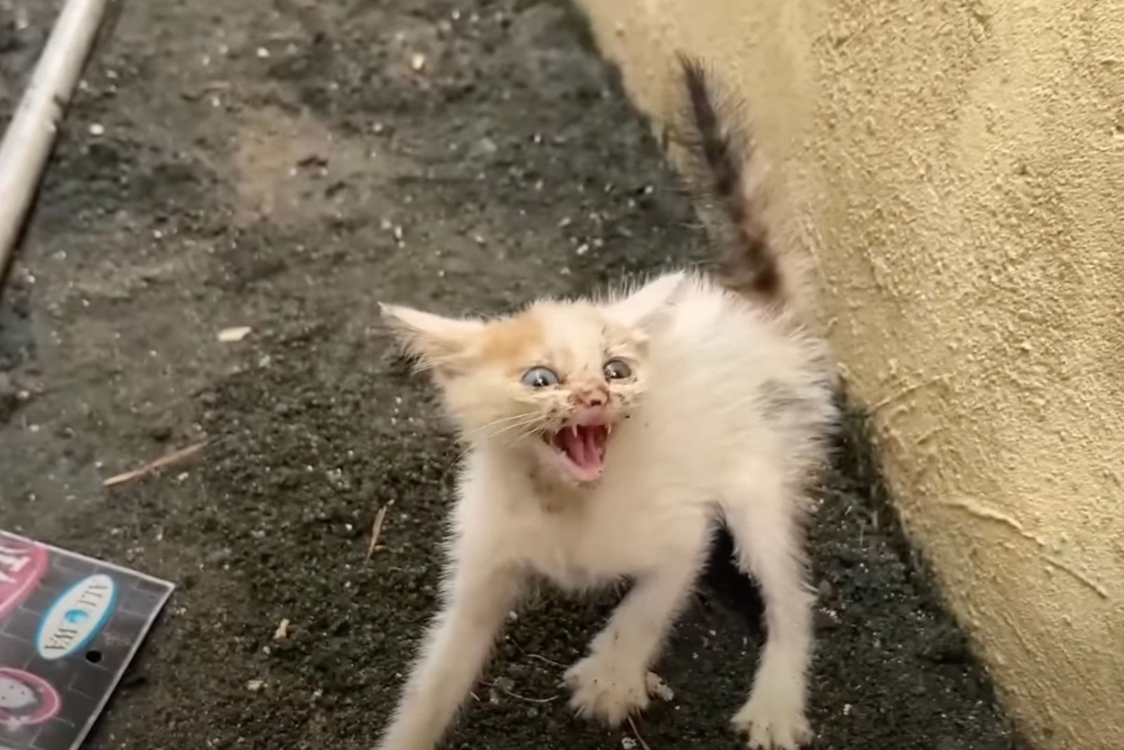 scared stray kitten