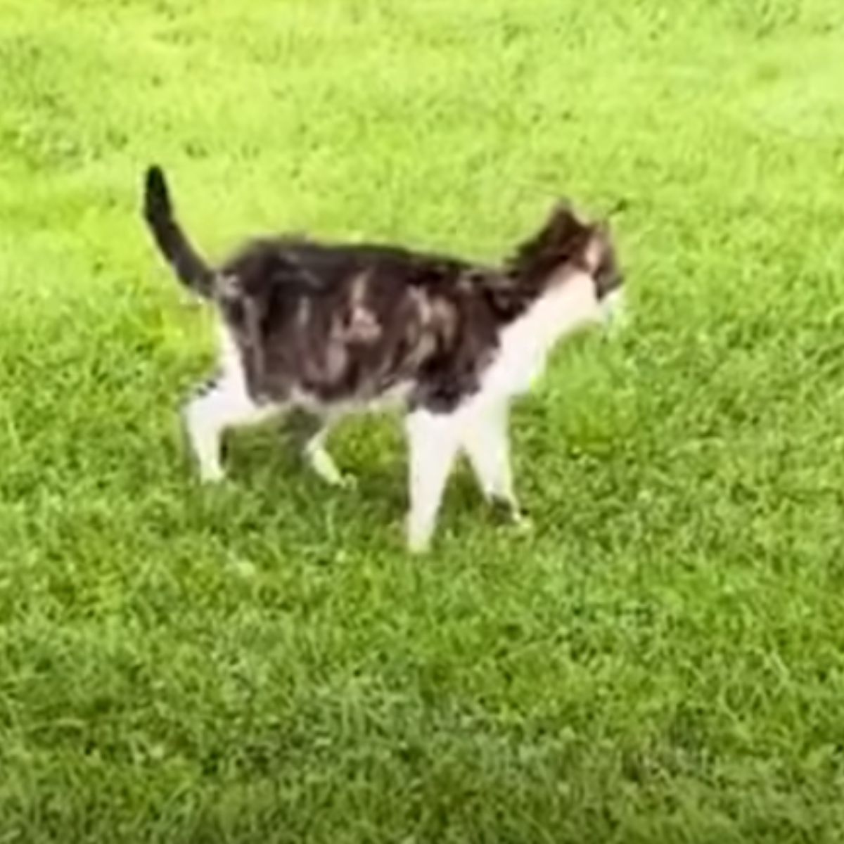 senior cat on grass