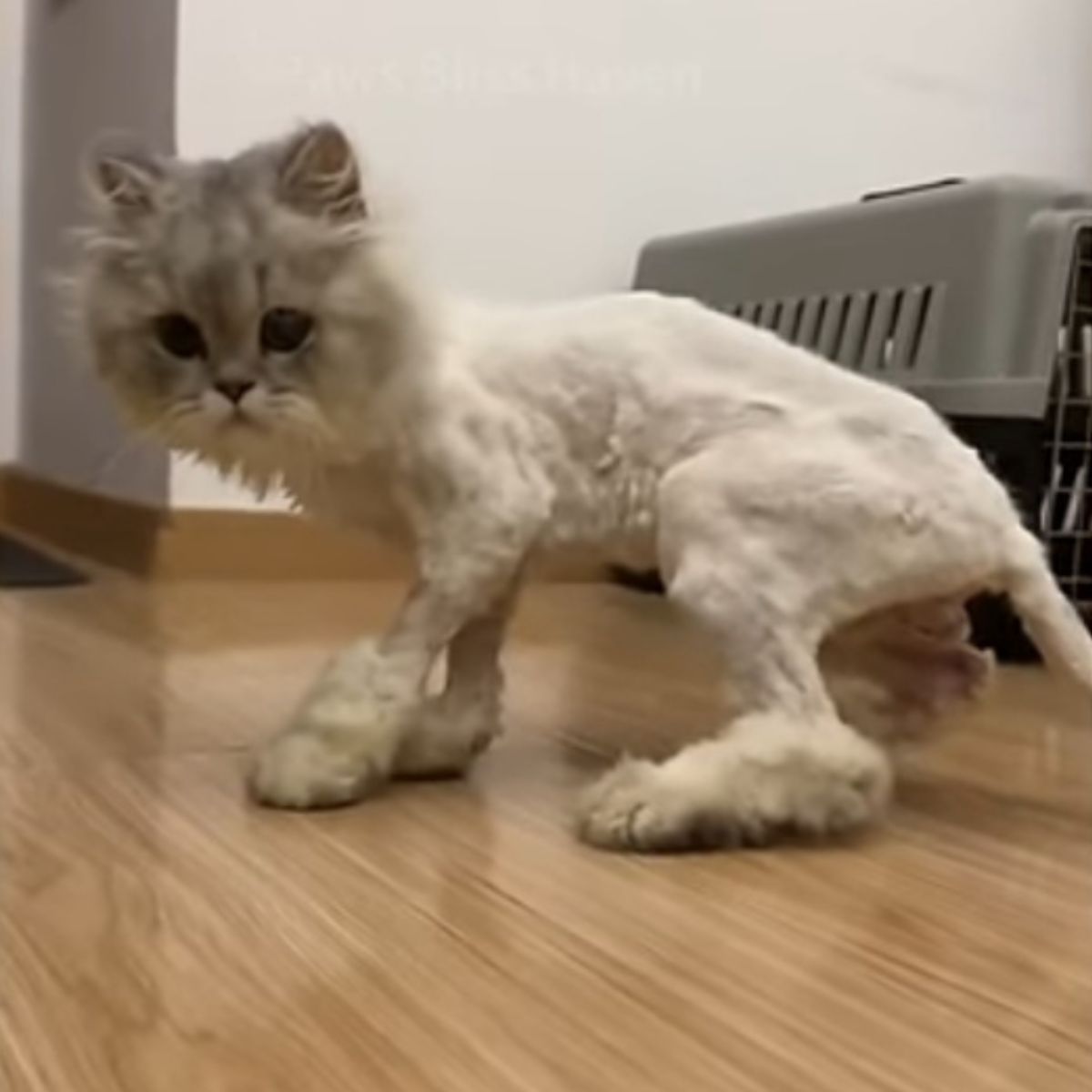 shaved cat at home