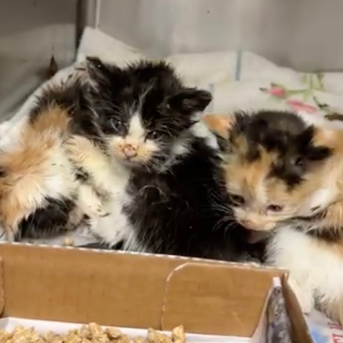 shelter kittens