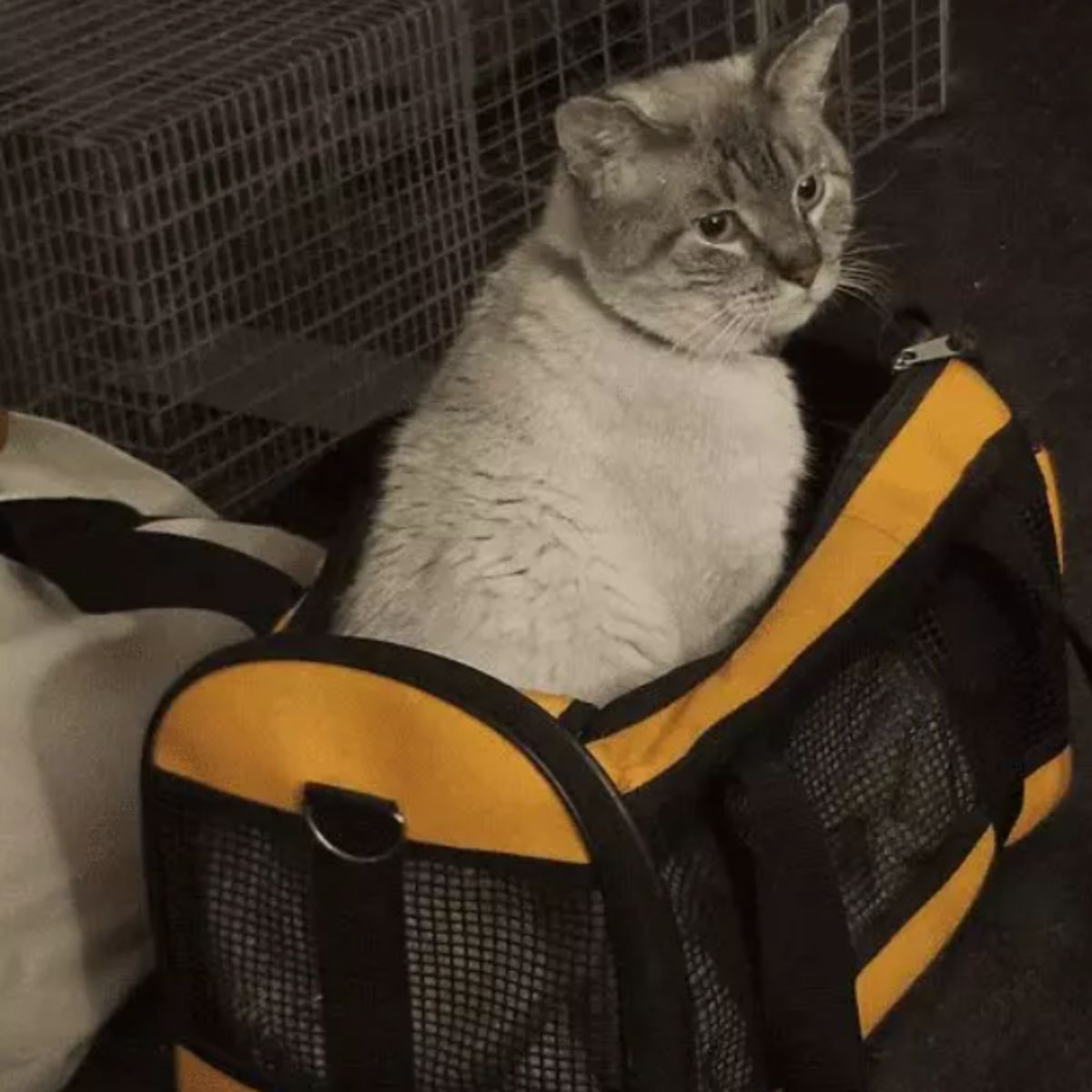 siamese cat sitting in a bag