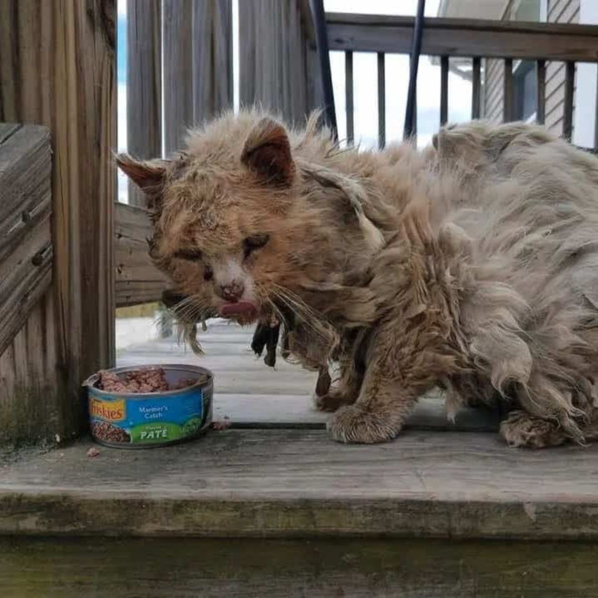 sick cat with food