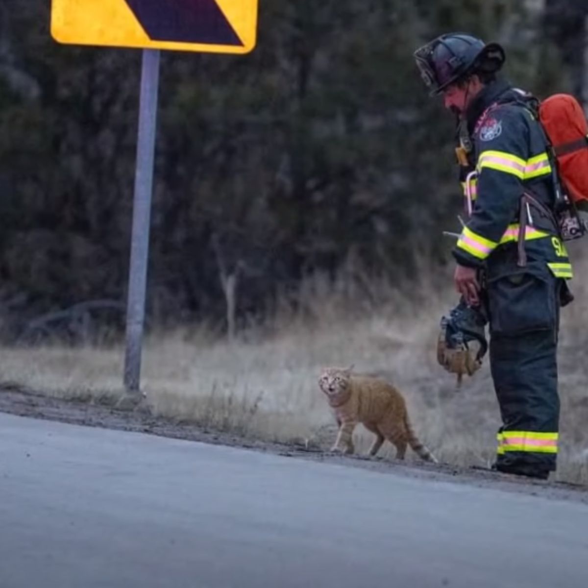 stray cat and firefighter